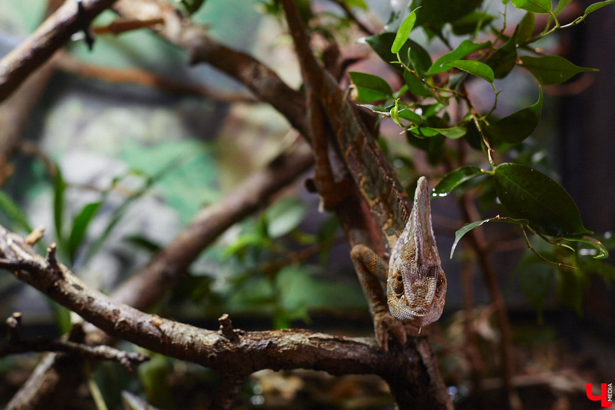 От небольшой личной коллекции до собственного экзотариума. Такой путь прошел владимирец Александр Безруков. Ценой огромных усилий он открыл в городе мини-зоопарк, где сейчас содержится 200 различных животных. Да, есть проблемы с финансами и часто приходится переезжать, но наш герой уверен: у его проекта есть будущее! Своими планами, мечтами и непростыми моментами он поделился с «Ключ-Медиа» в стенах нового «дома» своих подопечных.