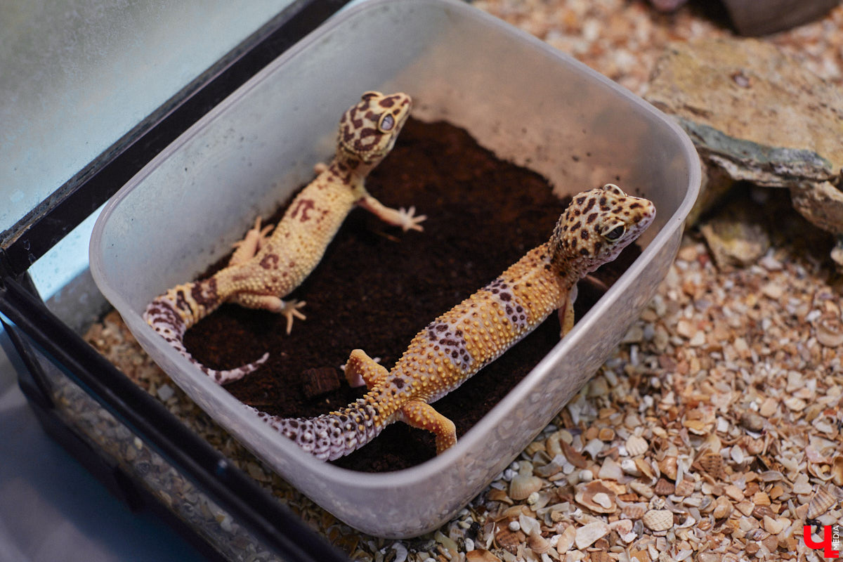 От небольшой личной коллекции до собственного экзотариума. Такой путь прошел владимирец Александр Безруков. Ценой огромных усилий он открыл в городе мини-зоопарк, где сейчас содержится 200 различных животных. Да, есть проблемы с финансами и часто приходится переезжать, но наш герой уверен: у его проекта есть будущее! Своими планами, мечтами и непростыми моментами он поделился с «Ключ-Медиа» в стенах нового «дома» своих подопечных.