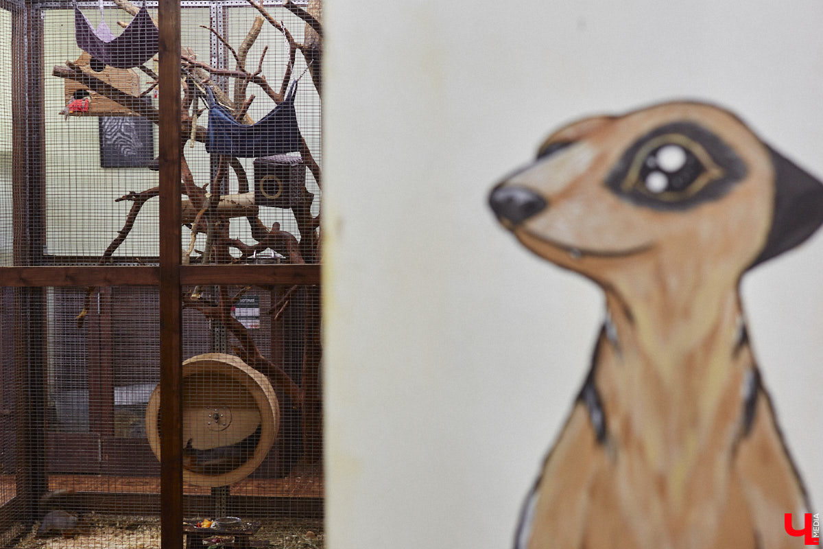 От небольшой личной коллекции до собственного экзотариума. Такой путь прошел владимирец Александр Безруков. Ценой огромных усилий он открыл в городе мини-зоопарк, где сейчас содержится 200 различных животных. Да, есть проблемы с финансами и часто приходится переезжать, но наш герой уверен: у его проекта есть будущее! Своими планами, мечтами и непростыми моментами он поделился с «Ключ-Медиа» в стенах нового «дома» своих подопечных.