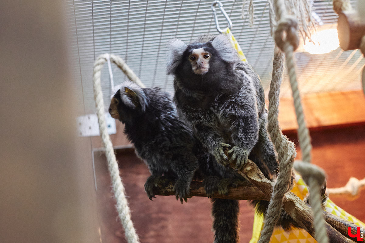 От небольшой личной коллекции до собственного экзотариума. Такой путь прошел владимирец Александр Безруков. Ценой огромных усилий он открыл в городе мини-зоопарк, где сейчас содержится 200 различных животных. Да, есть проблемы с финансами и часто приходится переезжать, но наш герой уверен: у его проекта есть будущее! Своими планами, мечтами и непростыми моментами он поделился с «Ключ-Медиа» в стенах нового «дома» своих подопечных.