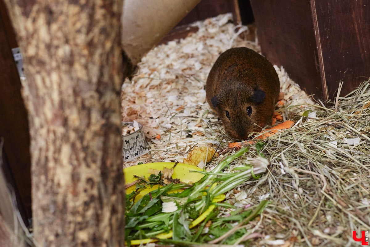 От небольшой личной коллекции до собственного экзотариума. Такой путь прошел владимирец Александр Безруков. Ценой огромных усилий он открыл в городе мини-зоопарк, где сейчас содержится 200 различных животных. Да, есть проблемы с финансами и часто приходится переезжать, но наш герой уверен: у его проекта есть будущее! Своими планами, мечтами и непростыми моментами он поделился с «Ключ-Медиа» в стенах нового «дома» своих подопечных.