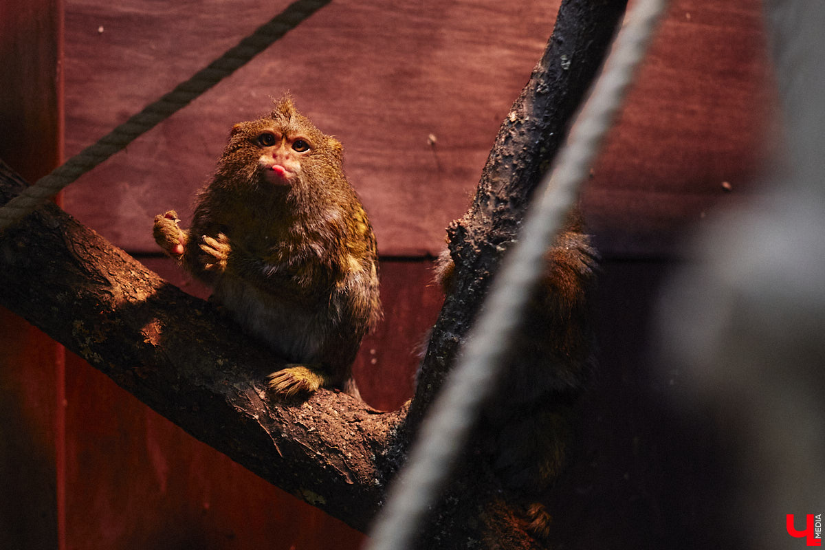 От небольшой личной коллекции до собственного экзотариума. Такой путь прошел владимирец Александр Безруков. Ценой огромных усилий он открыл в городе мини-зоопарк, где сейчас содержится 200 различных животных. Да, есть проблемы с финансами и часто приходится переезжать, но наш герой уверен: у его проекта есть будущее! Своими планами, мечтами и непростыми моментами он поделился с «Ключ-Медиа» в стенах нового «дома» своих подопечных.