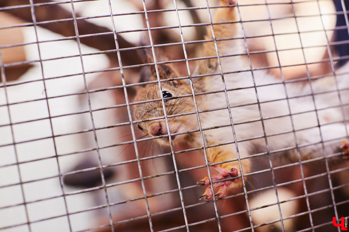 От небольшой личной коллекции до собственного экзотариума. Такой путь прошел владимирец Александр Безруков. Ценой огромных усилий он открыл в городе мини-зоопарк, где сейчас содержится 200 различных животных. Да, есть проблемы с финансами и часто приходится переезжать, но наш герой уверен: у его проекта есть будущее! Своими планами, мечтами и непростыми моментами он поделился с «Ключ-Медиа» в стенах нового «дома» своих подопечных.