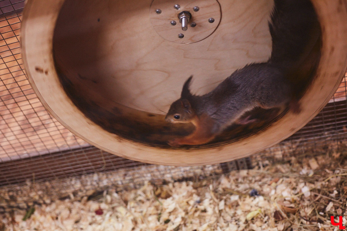 От небольшой личной коллекции до собственного экзотариума. Такой путь прошел владимирец Александр Безруков. Ценой огромных усилий он открыл в городе мини-зоопарк, где сейчас содержится 200 различных животных. Да, есть проблемы с финансами и часто приходится переезжать, но наш герой уверен: у его проекта есть будущее! Своими планами, мечтами и непростыми моментами он поделился с «Ключ-Медиа» в стенах нового «дома» своих подопечных.
