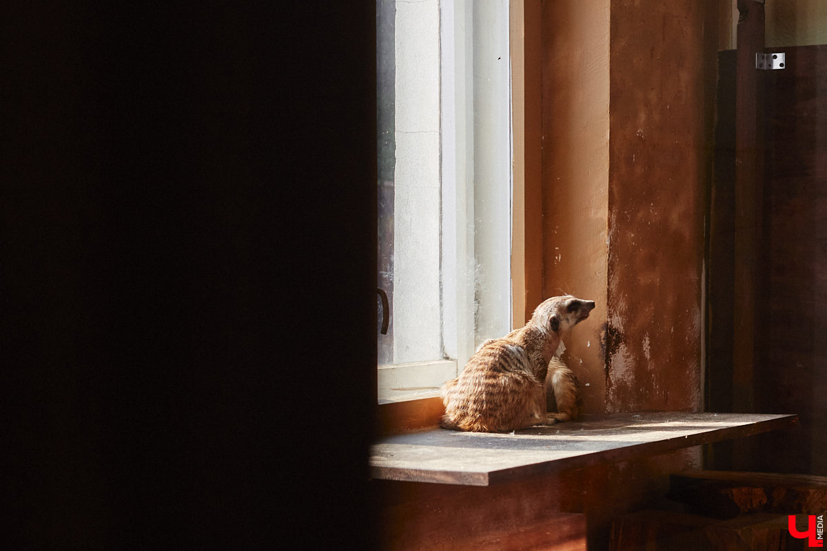От небольшой личной коллекции до собственного экзотариума. Такой путь прошел владимирец Александр Безруков. Ценой огромных усилий он открыл в городе мини-зоопарк, где сейчас содержится 200 различных животных. Да, есть проблемы с финансами и часто приходится переезжать, но наш герой уверен: у его проекта есть будущее! Своими планами, мечтами и непростыми моментами он поделился с «Ключ-Медиа» в стенах нового «дома» своих подопечных.