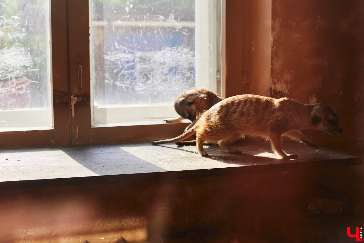 От небольшой личной коллекции до собственного экзотариума. Такой путь прошел владимирец Александр Безруков. Ценой огромных усилий он открыл в городе мини-зоопарк, где сейчас содержится 200 различных животных. Да, есть проблемы с финансами и часто приходится переезжать, но наш герой уверен: у его проекта есть будущее! Своими планами, мечтами и непростыми моментами он поделился с «Ключ-Медиа» в стенах нового «дома» своих подопечных.