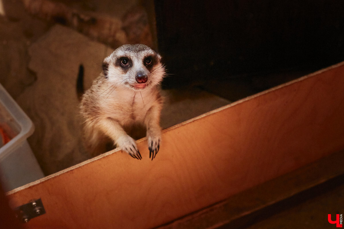 От небольшой личной коллекции до собственного экзотариума. Такой путь прошел владимирец Александр Безруков. Ценой огромных усилий он открыл в городе мини-зоопарк, где сейчас содержится 200 различных животных. Да, есть проблемы с финансами и часто приходится переезжать, но наш герой уверен: у его проекта есть будущее! Своими планами, мечтами и непростыми моментами он поделился с «Ключ-Медиа» в стенах нового «дома» своих подопечных.