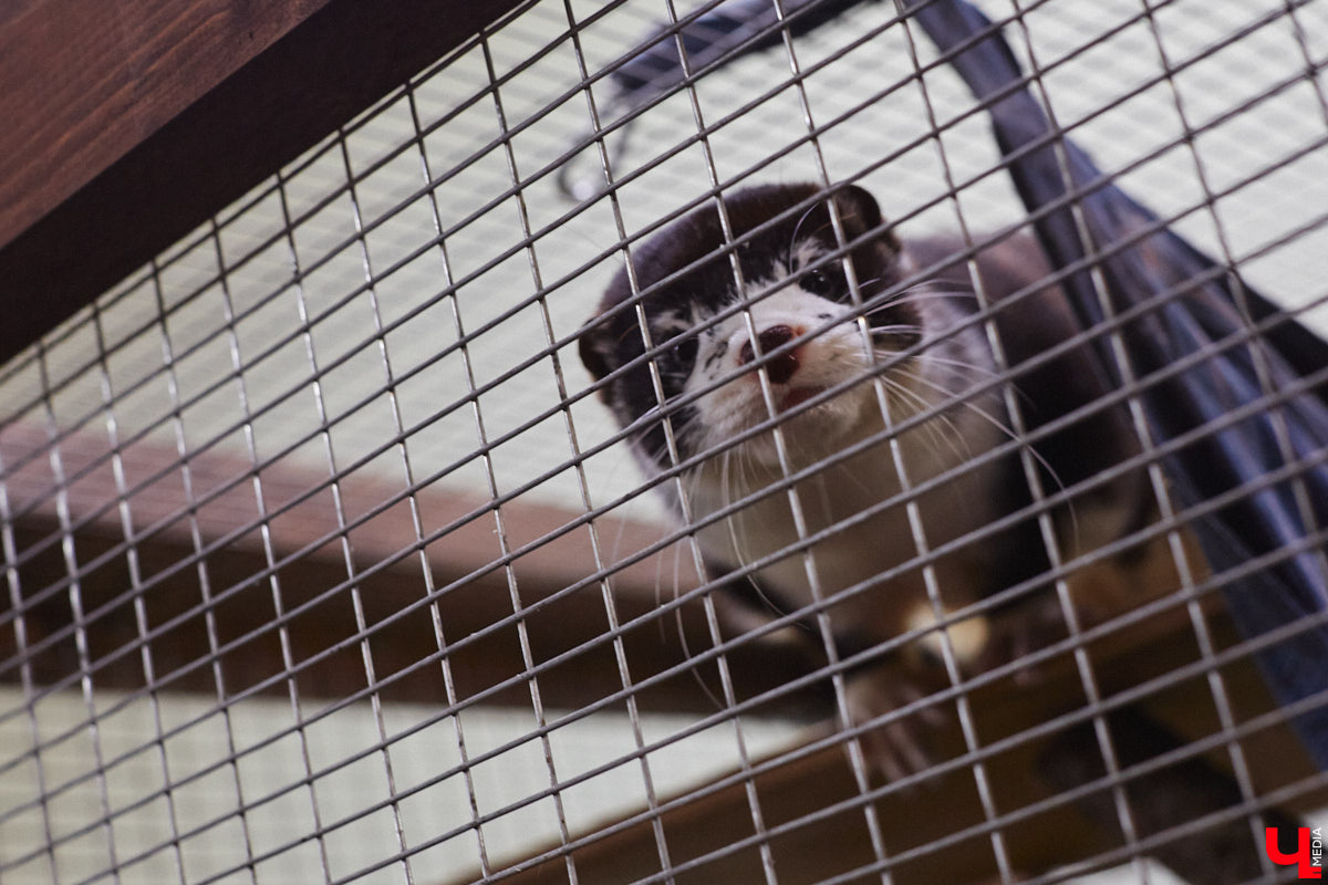 От небольшой личной коллекции до собственного экзотариума. Такой путь прошел владимирец Александр Безруков. Ценой огромных усилий он открыл в городе мини-зоопарк, где сейчас содержится 200 различных животных. Да, есть проблемы с финансами и часто приходится переезжать, но наш герой уверен: у его проекта есть будущее! Своими планами, мечтами и непростыми моментами он поделился с «Ключ-Медиа» в стенах нового «дома» своих подопечных.