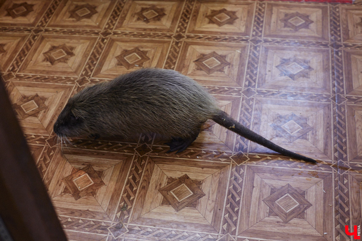 От небольшой личной коллекции до собственного экзотариума. Такой путь прошел владимирец Александр Безруков. Ценой огромных усилий он открыл в городе мини-зоопарк, где сейчас содержится 200 различных животных. Да, есть проблемы с финансами и часто приходится переезжать, но наш герой уверен: у его проекта есть будущее! Своими планами, мечтами и непростыми моментами он поделился с «Ключ-Медиа» в стенах нового «дома» своих подопечных.