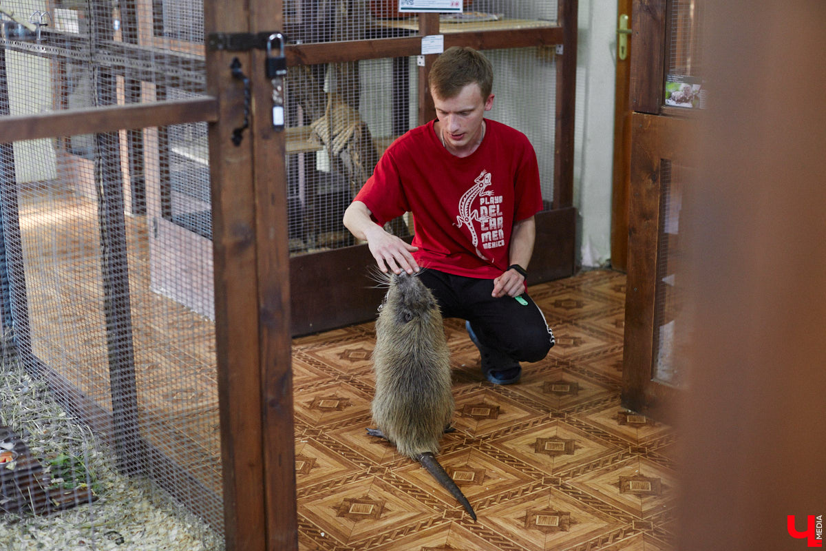 От небольшой личной коллекции до собственного экзотариума. Такой путь прошел владимирец Александр Безруков. Ценой огромных усилий он открыл в городе мини-зоопарк, где сейчас содержится 200 различных животных. Да, есть проблемы с финансами и часто приходится переезжать, но наш герой уверен: у его проекта есть будущее! Своими планами, мечтами и непростыми моментами он поделился с «Ключ-Медиа» в стенах нового «дома» своих подопечных.