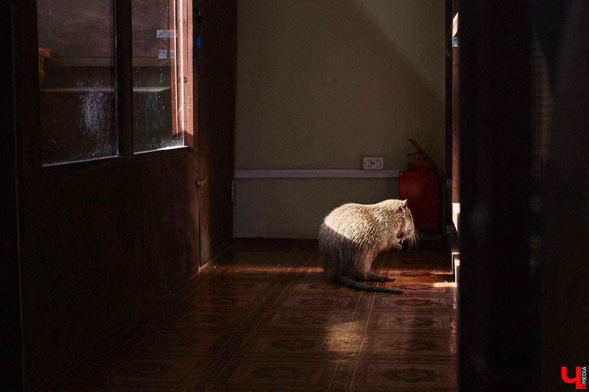 От небольшой личной коллекции до собственного экзотариума. Такой путь прошел владимирец Александр Безруков. Ценой огромных усилий он открыл в городе мини-зоопарк, где сейчас содержится 200 различных животных. Да, есть проблемы с финансами и часто приходится переезжать, но наш герой уверен: у его проекта есть будущее! Своими планами, мечтами и непростыми моментами он поделился с «Ключ-Медиа» в стенах нового «дома» своих подопечных.