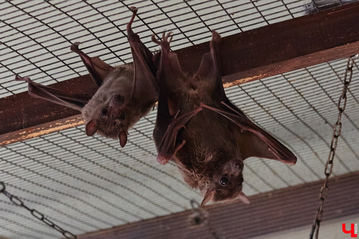 От небольшой личной коллекции до собственного экзотариума. Такой путь прошел владимирец Александр Безруков. Ценой огромных усилий он открыл в городе мини-зоопарк, где сейчас содержится 200 различных животных. Да, есть проблемы с финансами и часто приходится переезжать, но наш герой уверен: у его проекта есть будущее! Своими планами, мечтами и непростыми моментами он поделился с «Ключ-Медиа» в стенах нового «дома» своих подопечных.
