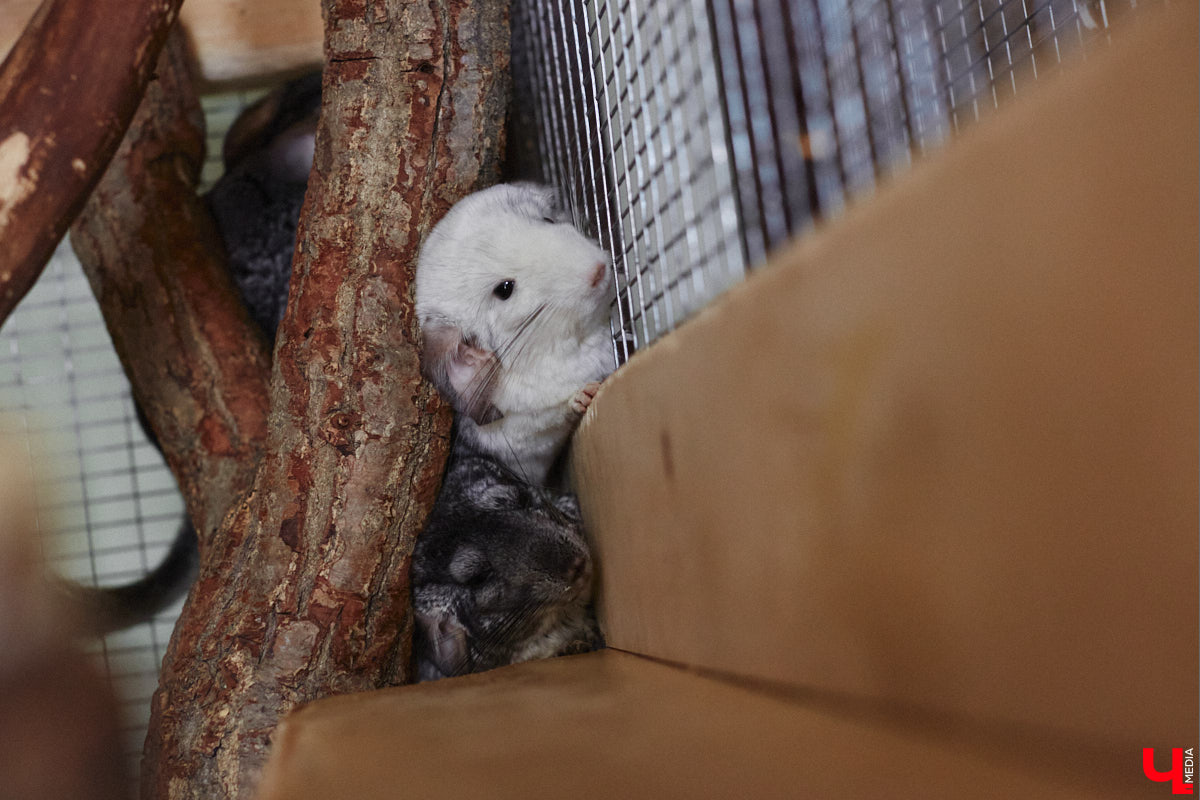 От небольшой личной коллекции до собственного экзотариума. Такой путь прошел владимирец Александр Безруков. Ценой огромных усилий он открыл в городе мини-зоопарк, где сейчас содержится 200 различных животных. Да, есть проблемы с финансами и часто приходится переезжать, но наш герой уверен: у его проекта есть будущее! Своими планами, мечтами и непростыми моментами он поделился с «Ключ-Медиа» в стенах нового «дома» своих подопечных.