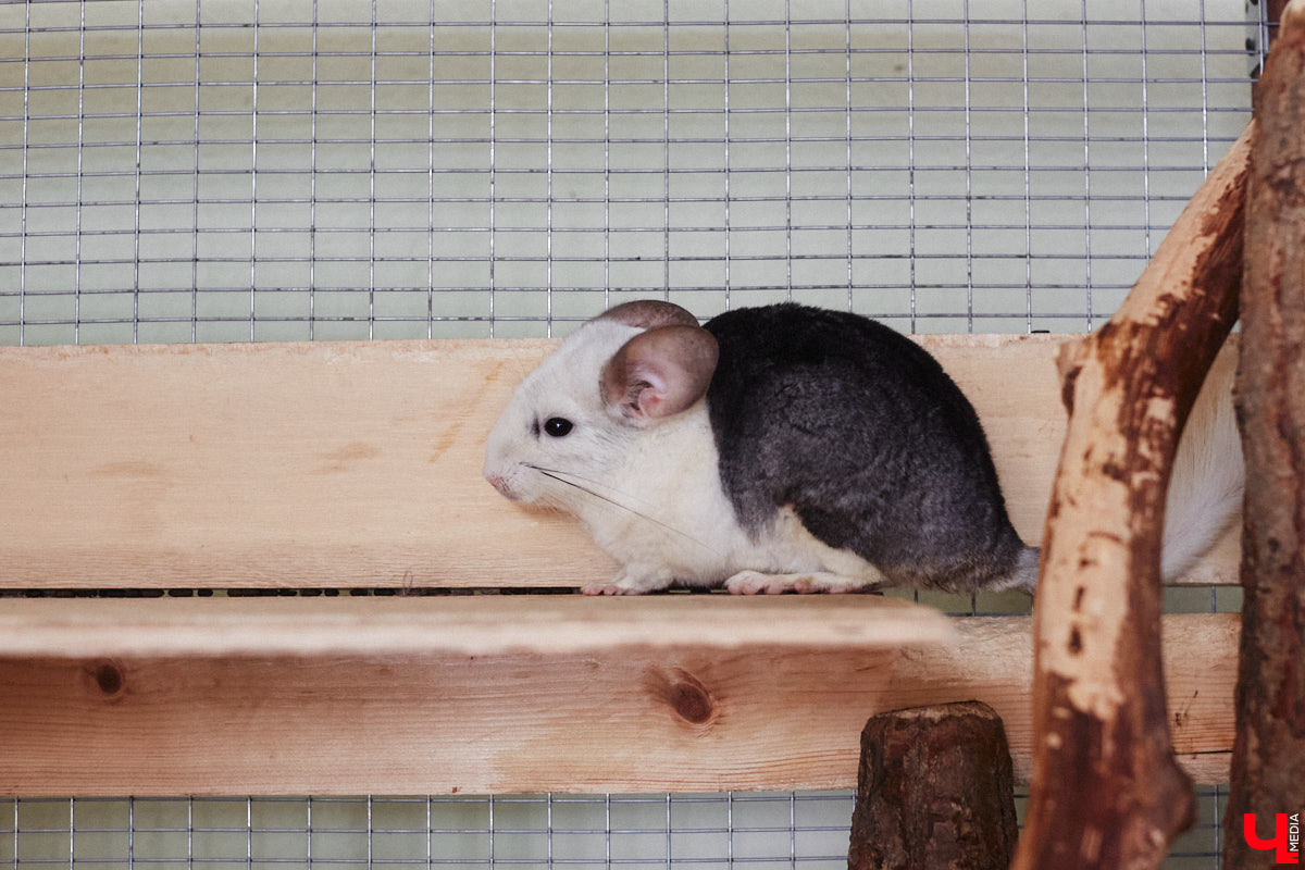 От небольшой личной коллекции до собственного экзотариума. Такой путь прошел владимирец Александр Безруков. Ценой огромных усилий он открыл в городе мини-зоопарк, где сейчас содержится 200 различных животных. Да, есть проблемы с финансами и часто приходится переезжать, но наш герой уверен: у его проекта есть будущее! Своими планами, мечтами и непростыми моментами он поделился с «Ключ-Медиа» в стенах нового «дома» своих подопечных.