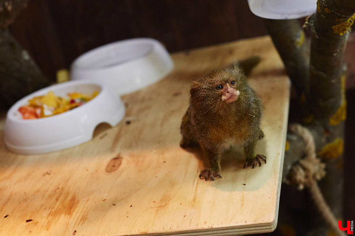 От небольшой личной коллекции до собственного экзотариума. Такой путь прошел владимирец Александр Безруков. Ценой огромных усилий он открыл в городе мини-зоопарк, где сейчас содержится 200 различных животных. Да, есть проблемы с финансами и часто приходится переезжать, но наш герой уверен: у его проекта есть будущее! Своими планами, мечтами и непростыми моментами он поделился с «Ключ-Медиа» в стенах нового «дома» своих подопечных.