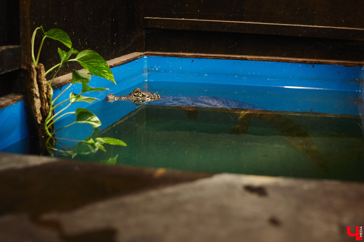 От небольшой личной коллекции до собственного экзотариума. Такой путь прошел владимирец Александр Безруков. Ценой огромных усилий он открыл в городе мини-зоопарк, где сейчас содержится 200 различных животных. Да, есть проблемы с финансами и часто приходится переезжать, но наш герой уверен: у его проекта есть будущее! Своими планами, мечтами и непростыми моментами он поделился с «Ключ-Медиа» в стенах нового «дома» своих подопечных.