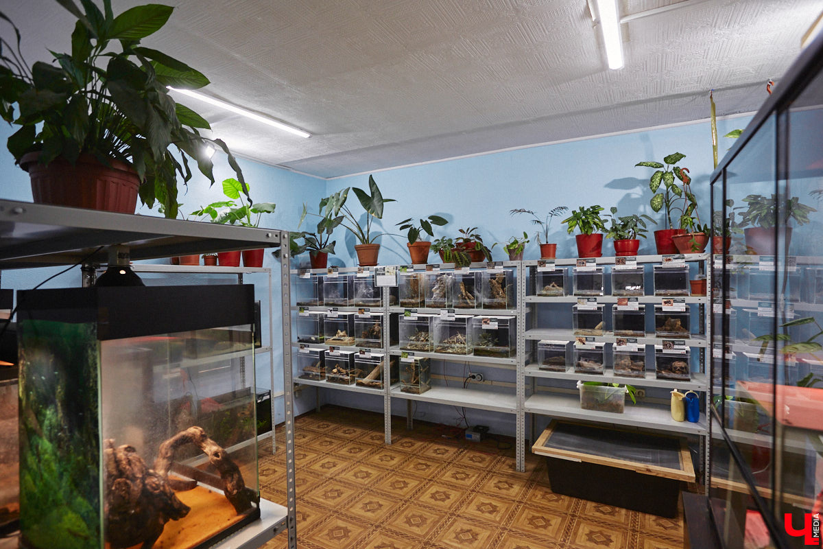 От небольшой личной коллекции до собственного экзотариума. Такой путь прошел владимирец Александр Безруков. Ценой огромных усилий он открыл в городе мини-зоопарк, где сейчас содержится 200 различных животных. Да, есть проблемы с финансами и часто приходится переезжать, но наш герой уверен: у его проекта есть будущее! Своими планами, мечтами и непростыми моментами он поделился с «Ключ-Медиа» в стенах нового «дома» своих подопечных.