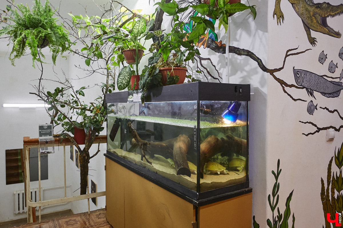 От небольшой личной коллекции до собственного экзотариума. Такой путь прошел владимирец Александр Безруков. Ценой огромных усилий он открыл в городе мини-зоопарк, где сейчас содержится 200 различных животных. Да, есть проблемы с финансами и часто приходится переезжать, но наш герой уверен: у его проекта есть будущее! Своими планами, мечтами и непростыми моментами он поделился с «Ключ-Медиа» в стенах нового «дома» своих подопечных.