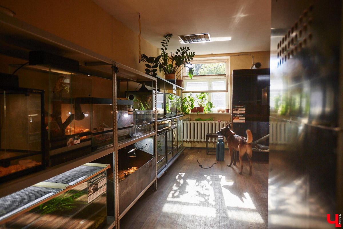 От небольшой личной коллекции до собственного экзотариума. Такой путь прошел владимирец Александр Безруков. Ценой огромных усилий он открыл в городе мини-зоопарк, где сейчас содержится 200 различных животных. Да, есть проблемы с финансами и часто приходится переезжать, но наш герой уверен: у его проекта есть будущее! Своими планами, мечтами и непростыми моментами он поделился с «Ключ-Медиа» в стенах нового «дома» своих подопечных.