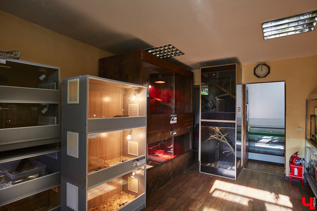 От небольшой личной коллекции до собственного экзотариума. Такой путь прошел владимирец Александр Безруков. Ценой огромных усилий он открыл в городе мини-зоопарк, где сейчас содержится 200 различных животных. Да, есть проблемы с финансами и часто приходится переезжать, но наш герой уверен: у его проекта есть будущее! Своими планами, мечтами и непростыми моментами он поделился с «Ключ-Медиа» в стенах нового «дома» своих подопечных.