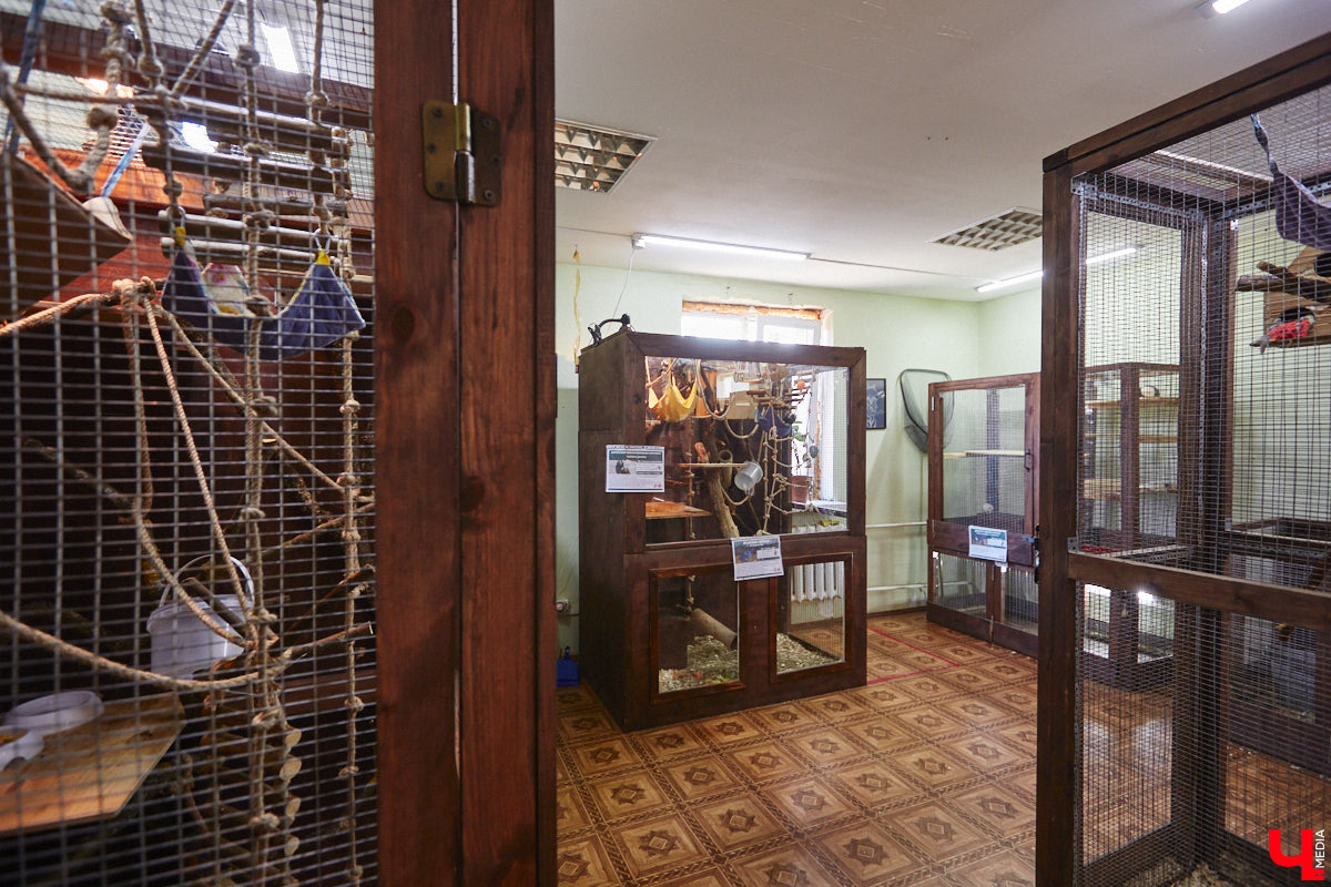 От небольшой личной коллекции до собственного экзотариума. Такой путь прошел владимирец Александр Безруков. Ценой огромных усилий он открыл в городе мини-зоопарк, где сейчас содержится 200 различных животных. Да, есть проблемы с финансами и часто приходится переезжать, но наш герой уверен: у его проекта есть будущее! Своими планами, мечтами и непростыми моментами он поделился с «Ключ-Медиа» в стенах нового «дома» своих подопечных.