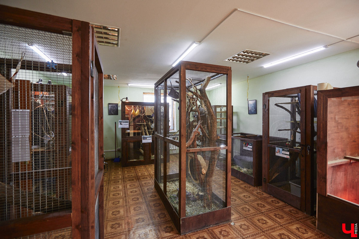 От небольшой личной коллекции до собственного экзотариума. Такой путь прошел владимирец Александр Безруков. Ценой огромных усилий он открыл в городе мини-зоопарк, где сейчас содержится 200 различных животных. Да, есть проблемы с финансами и часто приходится переезжать, но наш герой уверен: у его проекта есть будущее! Своими планами, мечтами и непростыми моментами он поделился с «Ключ-Медиа» в стенах нового «дома» своих подопечных.