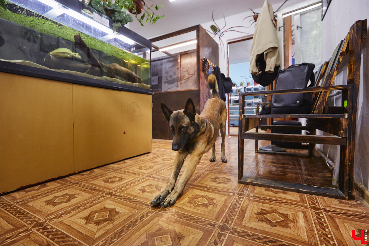 От небольшой личной коллекции до собственного экзотариума. Такой путь прошел владимирец Александр Безруков. Ценой огромных усилий он открыл в городе мини-зоопарк, где сейчас содержится 200 различных животных. Да, есть проблемы с финансами и часто приходится переезжать, но наш герой уверен: у его проекта есть будущее! Своими планами, мечтами и непростыми моментами он поделился с «Ключ-Медиа» в стенах нового «дома» своих подопечных.