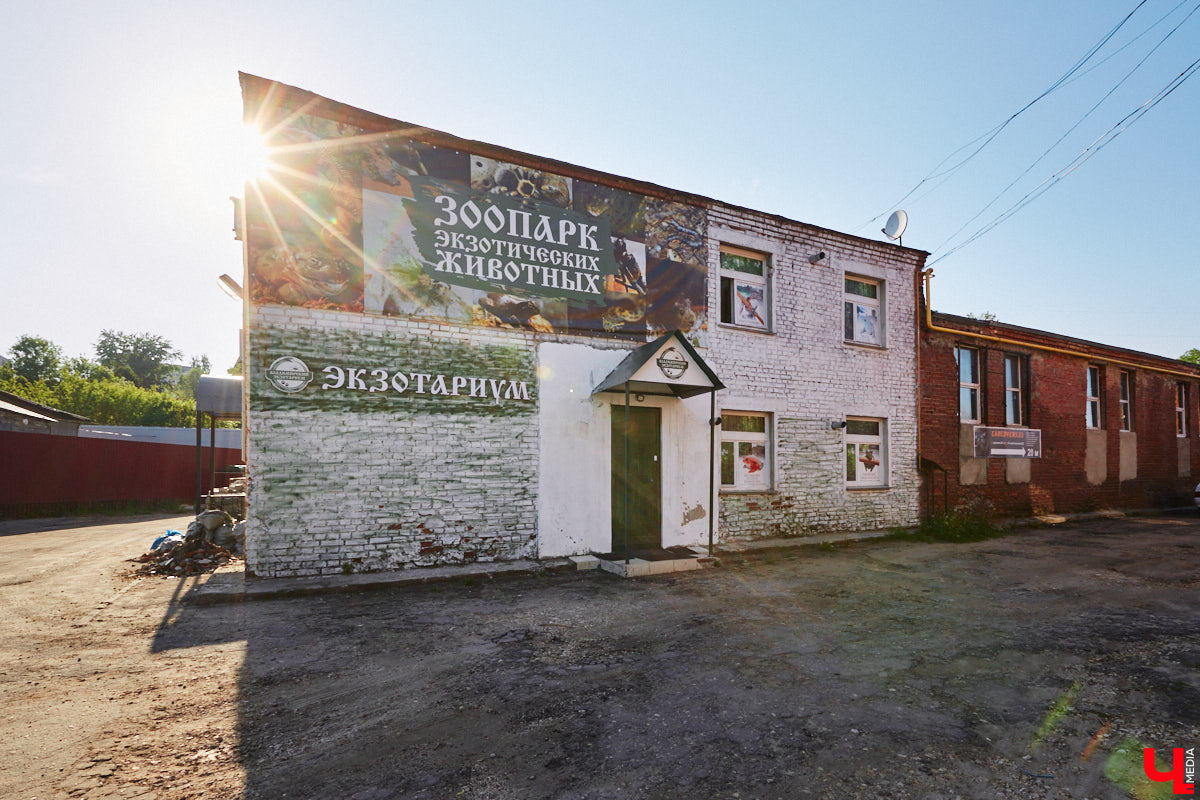 От небольшой личной коллекции до собственного экзотариума. Такой путь прошел владимирец Александр Безруков. Ценой огромных усилий он открыл в городе мини-зоопарк, где сейчас содержится 200 различных животных. Да, есть проблемы с финансами и часто приходится переезжать, но наш герой уверен: у его проекта есть будущее! Своими планами, мечтами и непростыми моментами он поделился с «Ключ-Медиа» в стенах нового «дома» своих подопечных.
