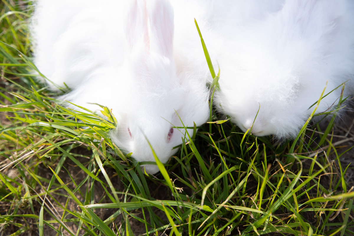 Буйство цвета в       белых шатрах, прогулки с       веретеном, катание по       Каменке на       ладье, прялки, напечатанные на       принтере, пушистые спикеры, дефиле в       половиках на       закате и       ритуал поклонения огню       — все это было на       прошедшем в       Суздале «ПряхаФесте».