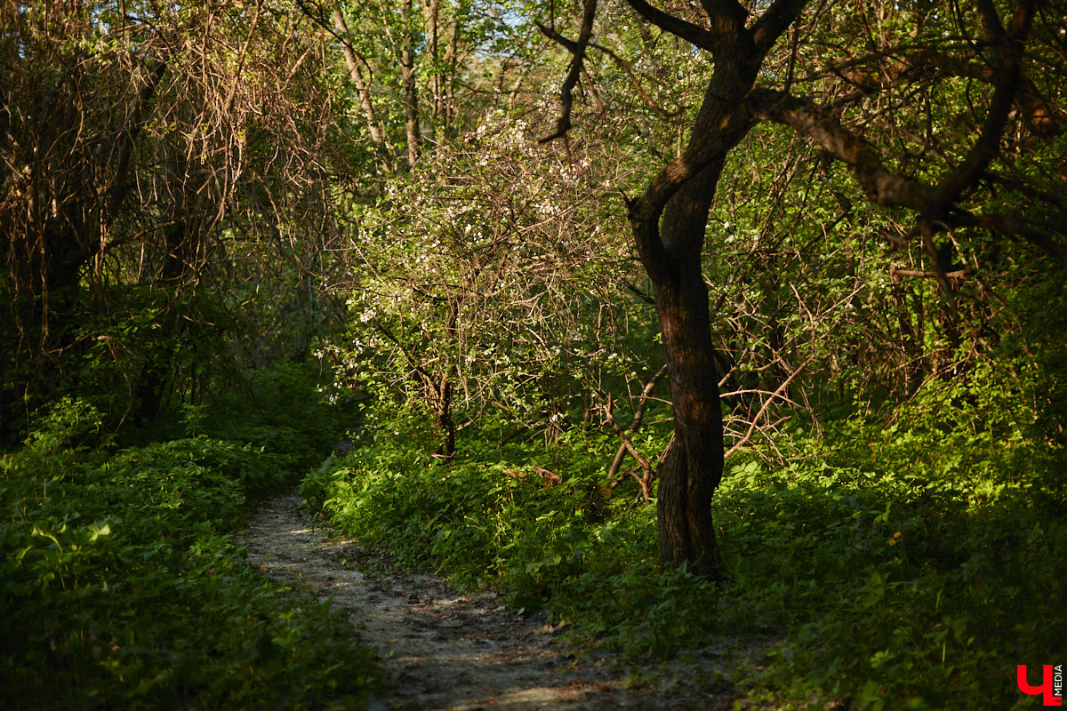 Хороших новостей много не бывает. После вмешательства общественности мэрия города изменила техническое задание к проекту благоустройства парка у ДДюТ. Из него убрали требование засыпать нижний пруд на улице Мира.