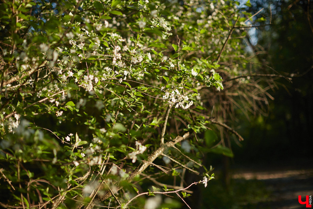 Хороших новостей много не бывает. После вмешательства общественности мэрия города изменила техническое задание к проекту благоустройства парка у ДДюТ. Из него убрали требование засыпать нижний пруд на улице Мира.
