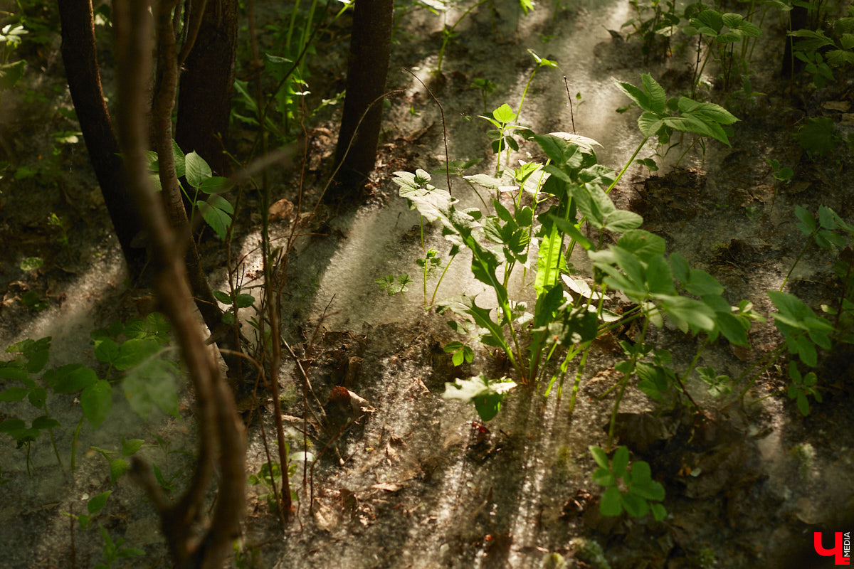 Хороших новостей много не бывает. После вмешательства общественности мэрия города изменила техническое задание к проекту благоустройства парка у ДДюТ. Из него убрали требование засыпать нижний пруд на улице Мира.