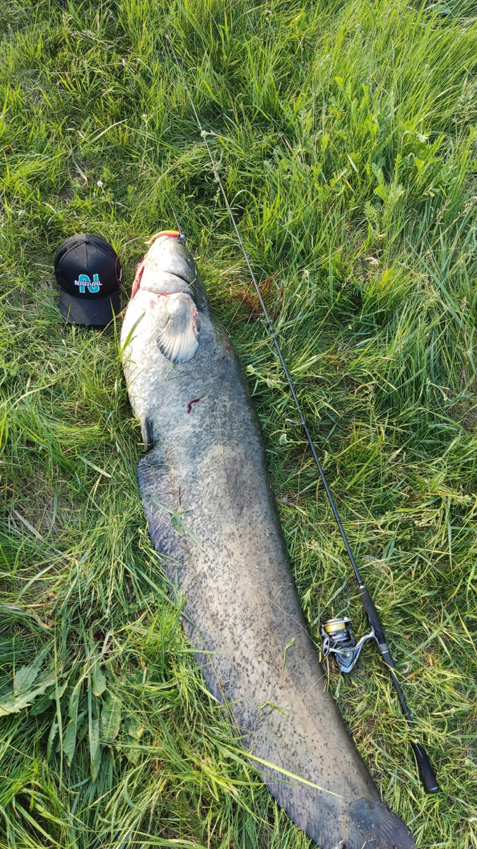 Как там ваша рыбалка проходит? Не клюет? А кому-то везет. Большая щука, жерех и два огромных сома, вес одного из которых достигает 29 килограммов — вот такой рекордный улов на данный момент у любителей посидеть с удочкой из нашего региона.