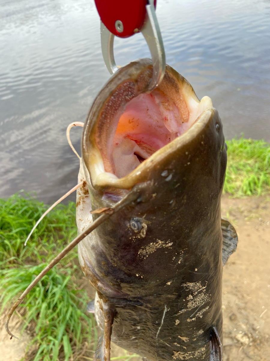 Как там ваша рыбалка проходит? Не клюет? А кому-то везет. Большая щука, жерех и два огромных сома, вес одного из которых достигает 29 килограммов — вот такой рекордный улов на данный момент у любителей посидеть с удочкой из нашего региона.