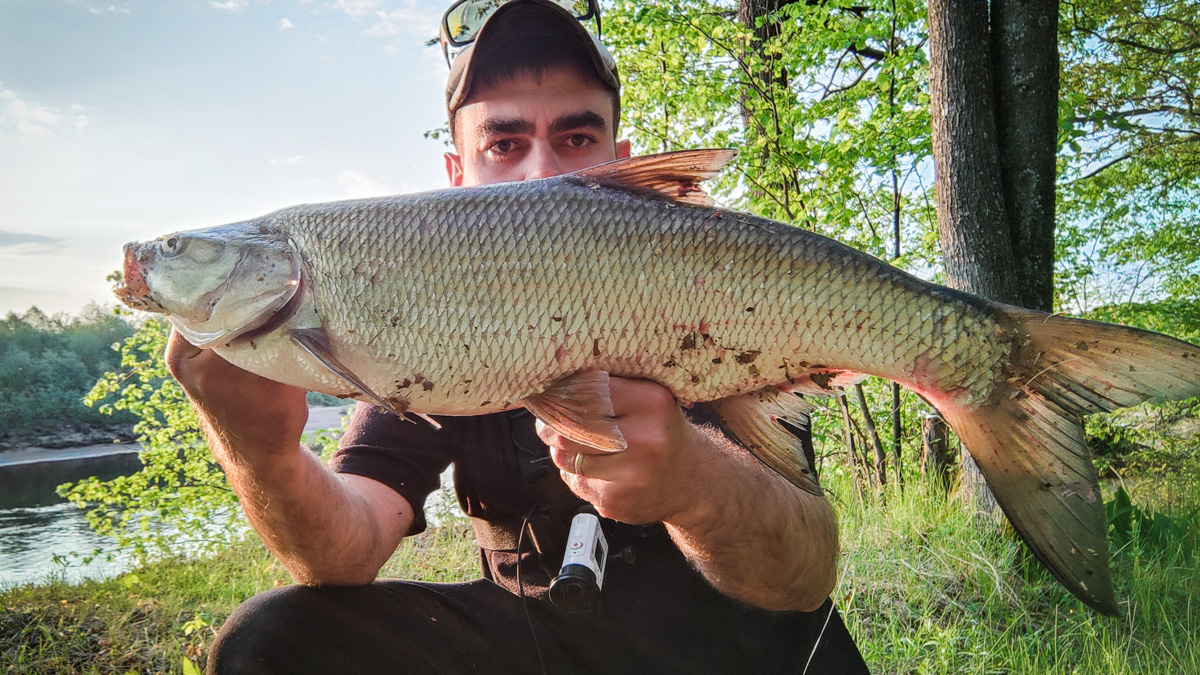 Как там ваша рыбалка проходит? Не клюет? А кому-то везет. Большая щука, жерех и два огромных сома, вес одного из которых достигает 29 килограммов — вот такой рекордный улов на данный момент у любителей посидеть с удочкой из нашего региона.