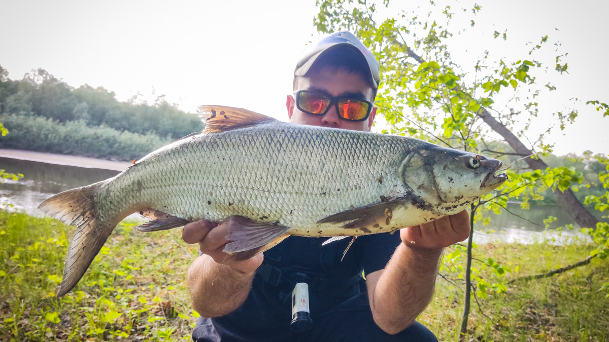 Как там ваша рыбалка проходит? Не клюет? А кому-то везет. Большая щука, жерех и два огромных сома, вес одного из которых достигает 29 килограммов — вот такой рекордный улов на данный момент у любителей посидеть с удочкой из нашего региона.