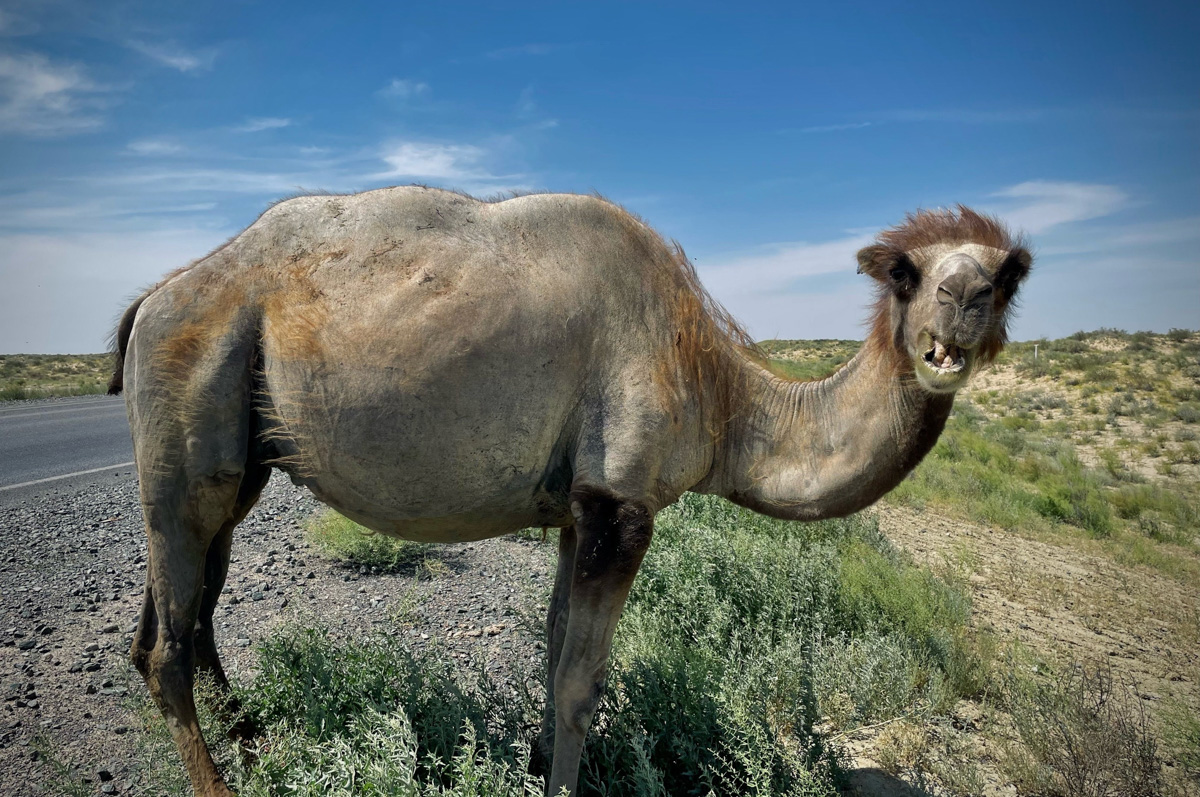 Владимирский путешественник Игорь Икшаков проехал через три страны на мотоцикле в сторону горной системы Памир. Весь путь через Казахстан, Узбекистан, Таджикистан и обратно занял у него 17 дней. Преодолеть пришлось почти девять тысяч километров. И без приключений в пути, естественно, не обошлось.