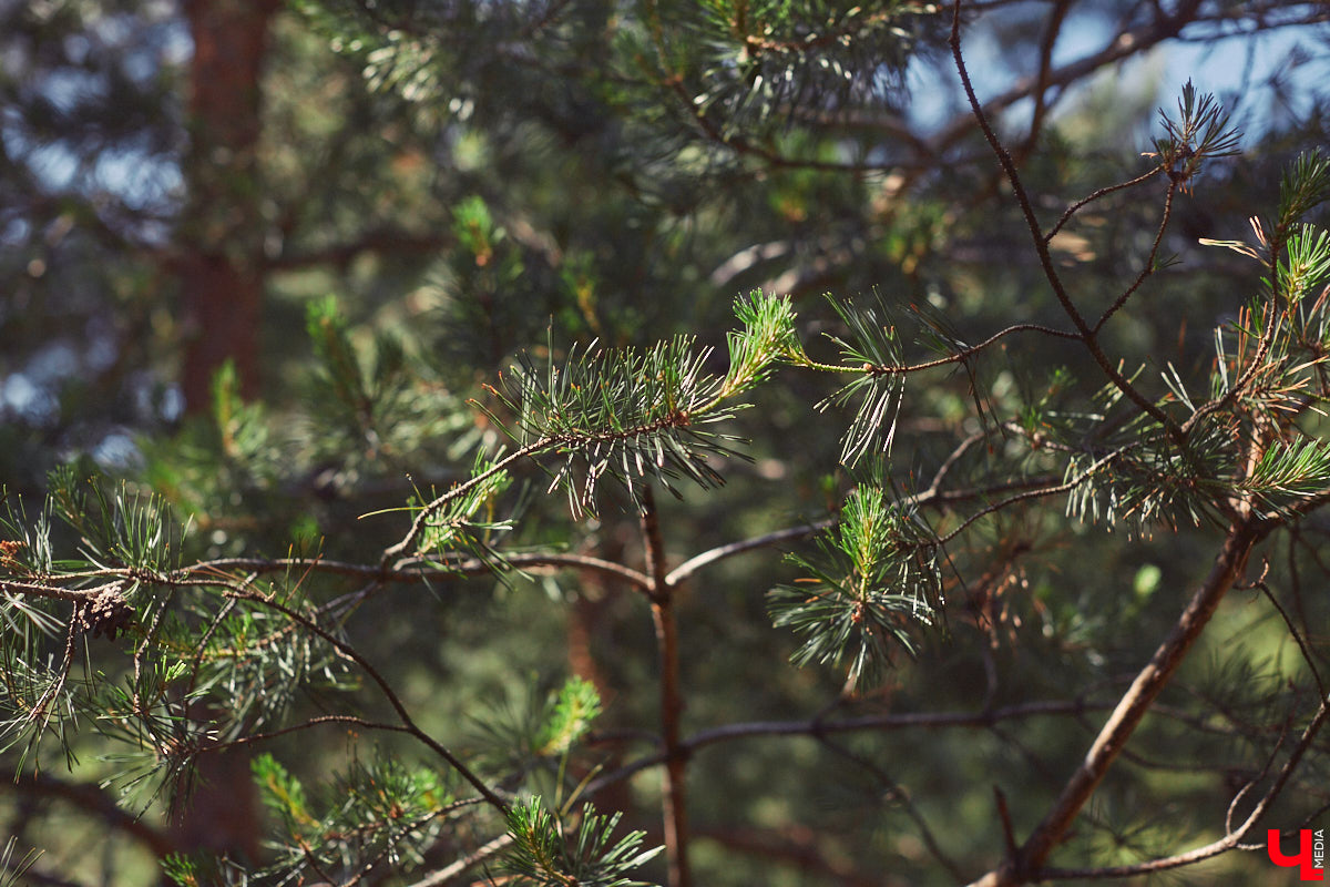 Знакомство с владениями семьи Найденовых начинается с великолепных ворот, на которых изображено солнце. На самом участке стоят большой деревянный дом, колодец, а под деревом — самовар. В общем, картина сказочная. Ну как тут не заглянуть в гости?