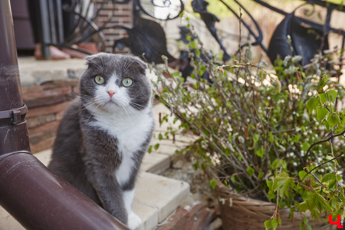Мы уже знакомили вас с известным на всю Россию отельером, ресторатором и автором кулинарных книг Еленой Маньенан. Уже 2,5 года она живет в селе Улово после продажи легендарной гостиницы «Частный визит» в Плёсе. Многое из нее перекочевало в суздальский дом, который приобрел формат арт-пространства. Чего там только нет! И каждую деталь нашему изданию удалось рассмотреть в мельчайших подробностях.