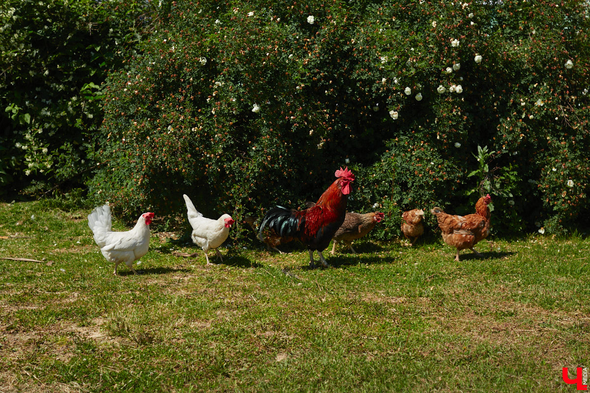 Какая деревня станет самой красивой в этом году? Прием заявок на конкурс уже завершен, а потому определен и список претендентов на этот титул. За победу поборются 75 населенных пунктов, в которых проживают до 3500 человек. Предлагаем ознакомиться с полным перечнем всех участников.
