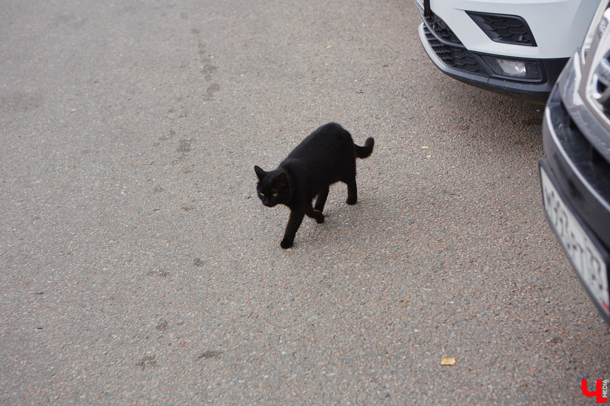 Во Владимире хотят создать почти 900 платных парковочных мест. А как у нас обстоят дела с бесплатными? Найти стоянку в центре — задача не из простых. Но если постараться, то вполне реально. «Ключ-Медиа» задался этой целью и готов поделиться с вами, где сейчас можно оставить автомобиль, не заплатив ни рубля.