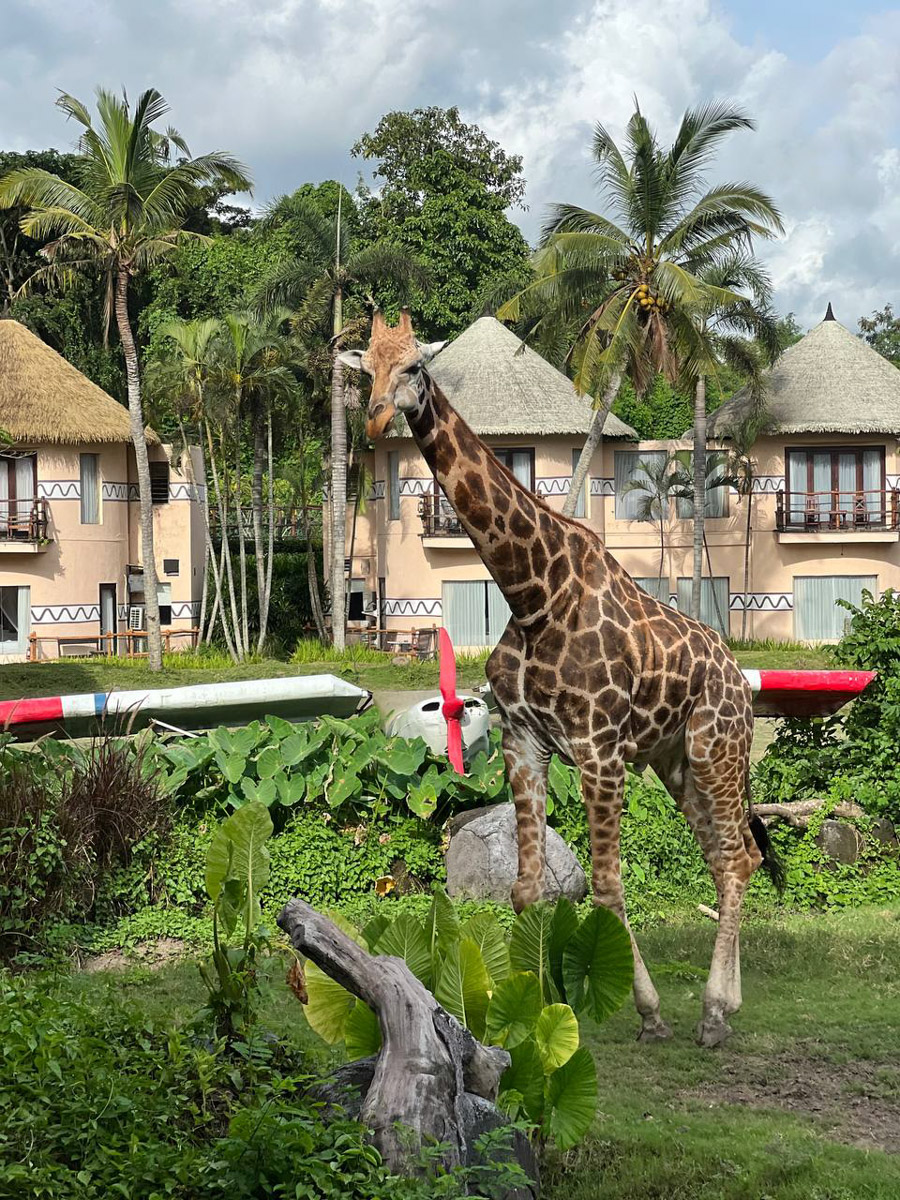 При мысли об экзотическом курорте на ум чаще всего приходят два популярных направления — Гоа и Бали. Сразу представляется райский уголок из одной известной рекламы. Но настолько ли там хорошо, как нам показывают? Специально для «Ключ-Медиа» владимирский видеограф Влада Соболь сравнила обе локации и поведала нам, где же на самом деле лучше.
