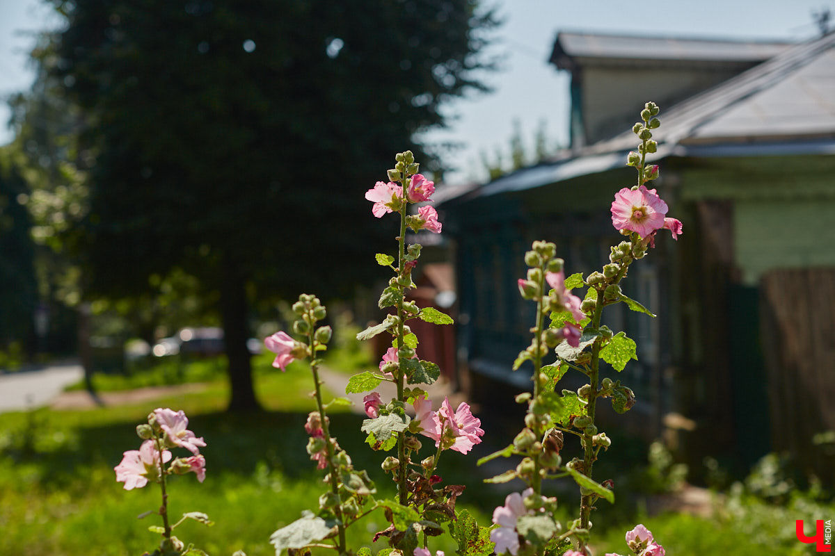 В прошлом во Владимире была группа улиц, в названии которых присутствовало слово «зеленый». Это Большая Зеленая, Малая Зеленая и Зеленая Ильинская улицы. В 1927 году Большая Зеленая стала частью улицы Сакко и Ванцетти, а Малая Зеленая потеряла свою первую часть. В 1935-м Зеленая Ильинская также получила новое название — улица Чехова. «Ключ-Медиа» решил прогуляться по бывшим Зеленым улицам и полюбоваться их достопримечательностями.