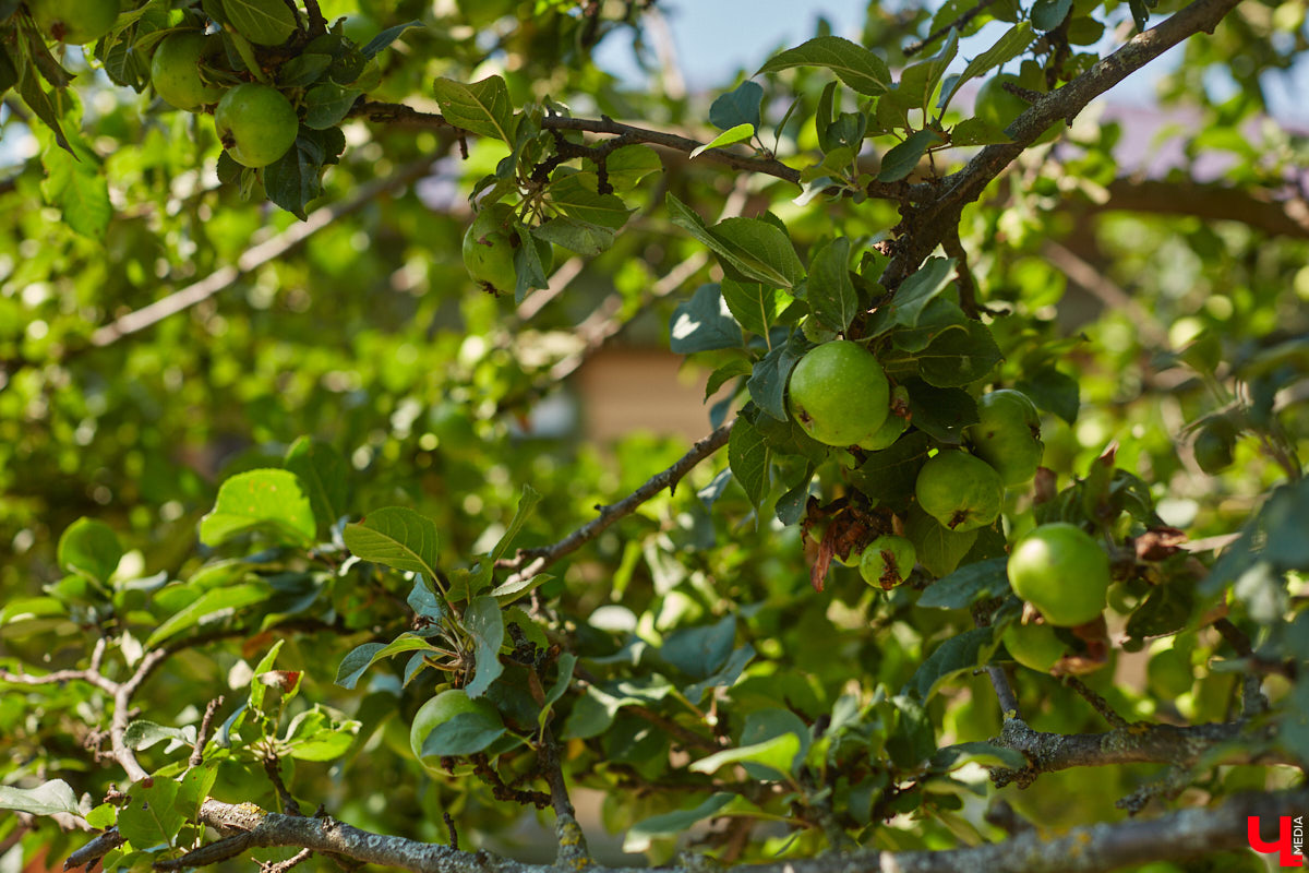 В прошлом во Владимире была группа улиц, в названии которых присутствовало слово «зеленый». Это Большая Зеленая, Малая Зеленая и Зеленая Ильинская улицы. В 1927 году Большая Зеленая стала частью улицы Сакко и Ванцетти, а Малая Зеленая потеряла свою первую часть. В 1935-м Зеленая Ильинская также получила новое название — улица Чехова. «Ключ-Медиа» решил прогуляться по бывшим Зеленым улицам и полюбоваться их достопримечательностями.