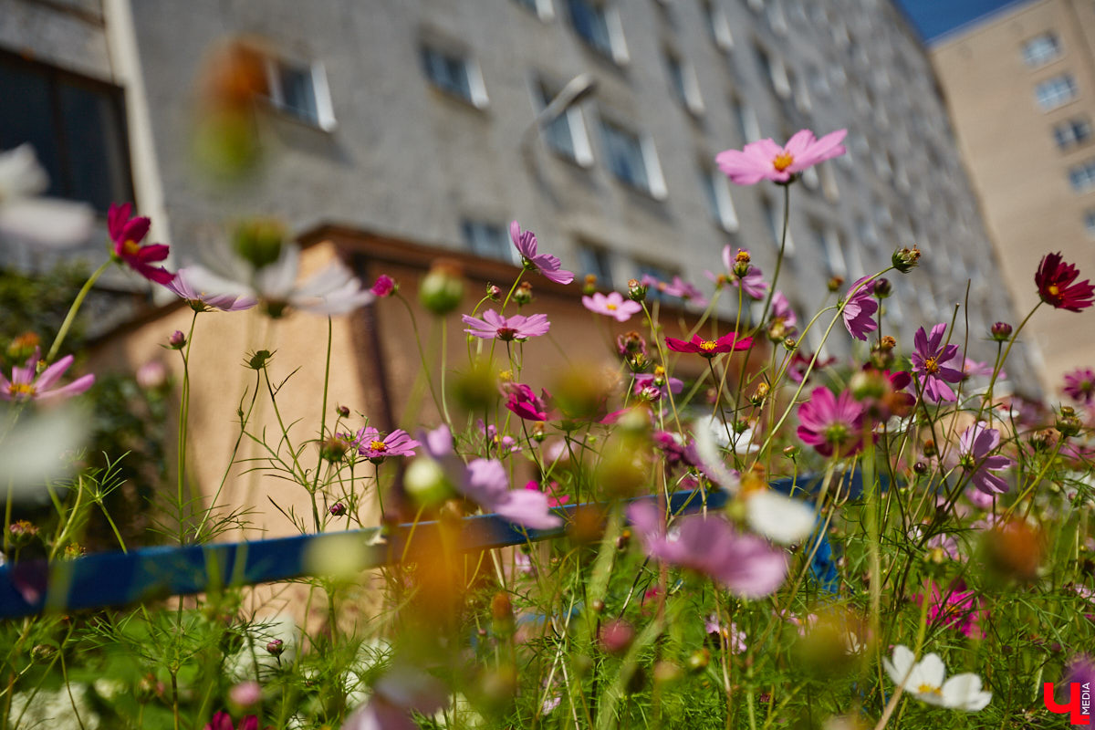 Владимир расцвел новыми красками. Творческая волна накрыла здания, заборы, технические объекты, превращая их в полотна для уличной живописи. Как вам идея отправиться в фототур по пяти самым масштабным паблик-артам города, которые уже появились в рамках фестиваля «Загфест33»?