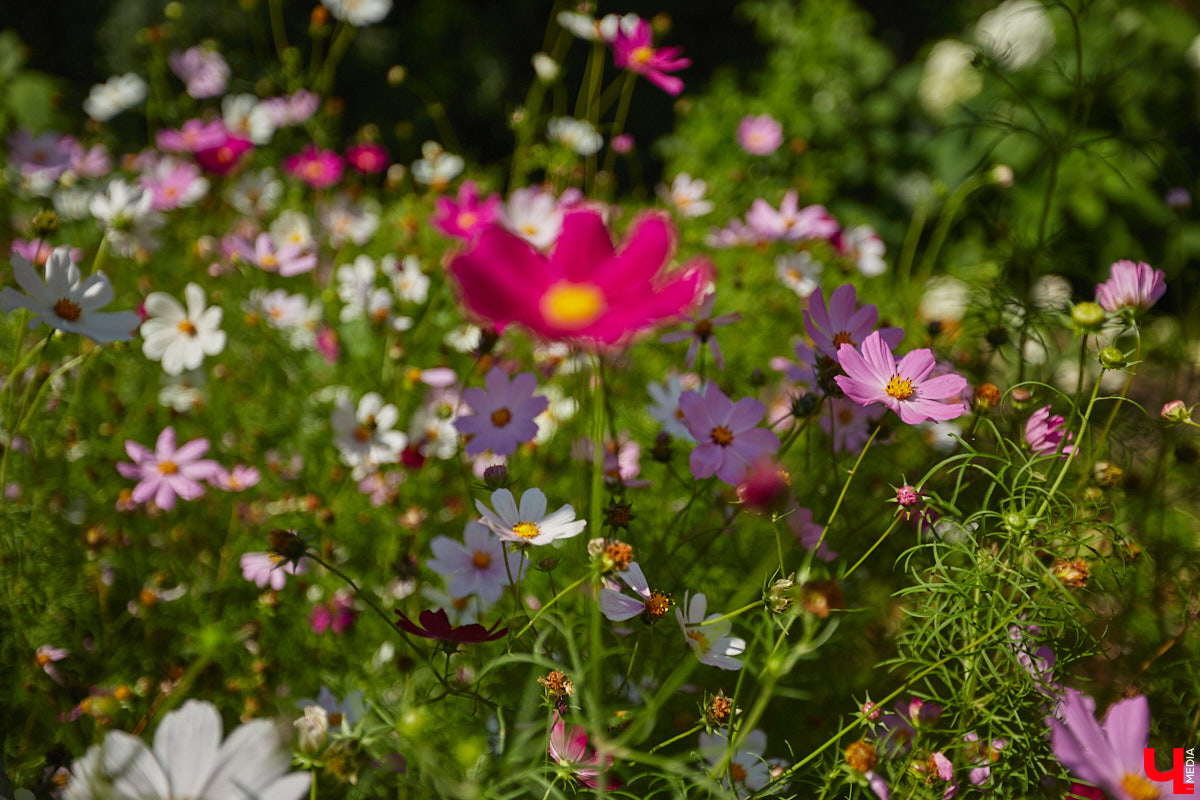 Владимир расцвел новыми красками. Творческая волна накрыла здания, заборы, технические объекты, превращая их в полотна для уличной живописи. Как вам идея отправиться в фототур по пяти самым масштабным паблик-артам города, которые уже появились в рамках фестиваля «Загфест33»?