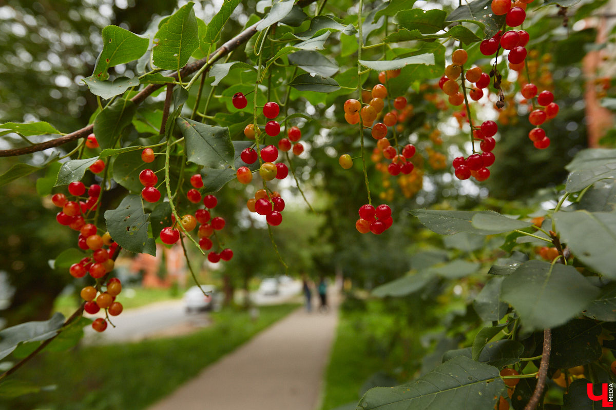 Владимирцы регулярно приезжают на Батурина: одни на рынок за продуктами, другие в Центральный парк погулять. Теперь еще и новый большой ТЦ появился. Но если свернуть от него вправо, то можно попасть в настоящий спальный район с массой интересных фишек. «Ключ-Медиа» узнал о них от жительницы улицы Михайловской, с которой совершил познавательный променад