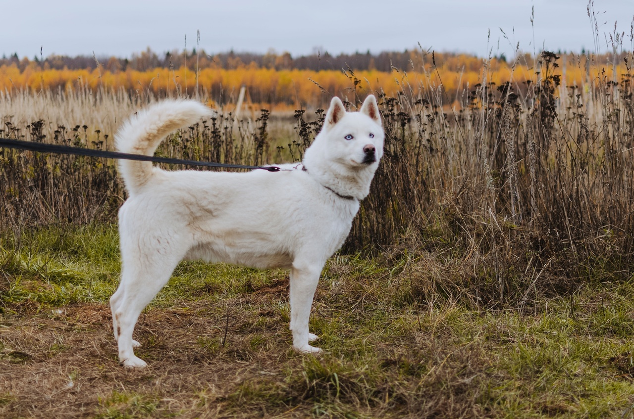 Те, у кого есть кошка или собака, знают, как бывает сложно с питомцем. А представьте сразу несколько десятков или сотен хвостиков, за которых нужно нести ответственность? Однако трудностями с питанием и выгулом эта деятельность не ограничивается. Во Владимирской области приютам приходится сталкиваться с куда более суровыми реалиями…