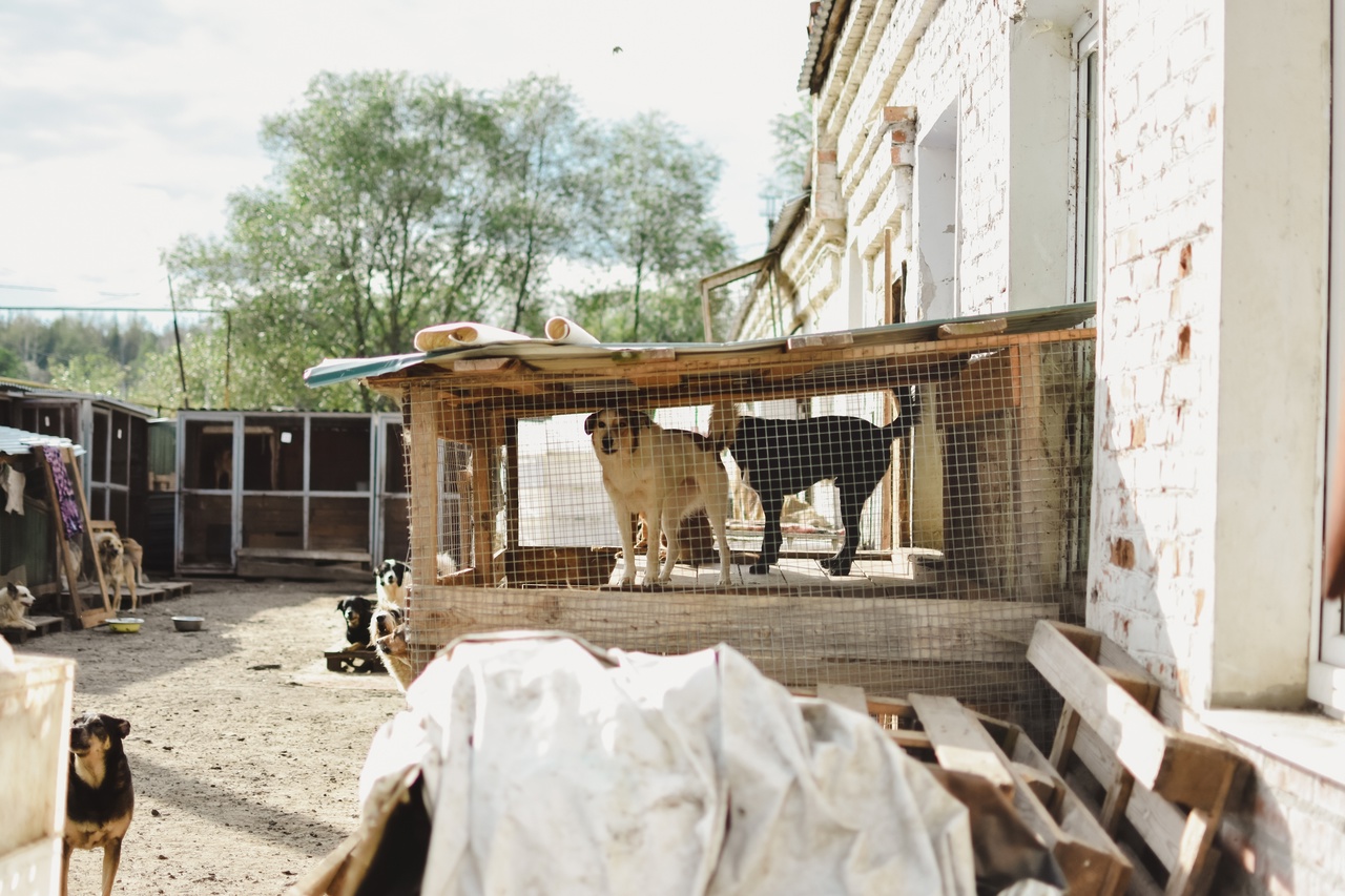 Те, у кого есть кошка или собака, знают, как бывает сложно с питомцем. А представьте сразу несколько десятков или сотен хвостиков, за которых нужно нести ответственность? Однако трудностями с питанием и выгулом эта деятельность не ограничивается. Во Владимирской области приютам приходится сталкиваться с куда более суровыми реалиями…