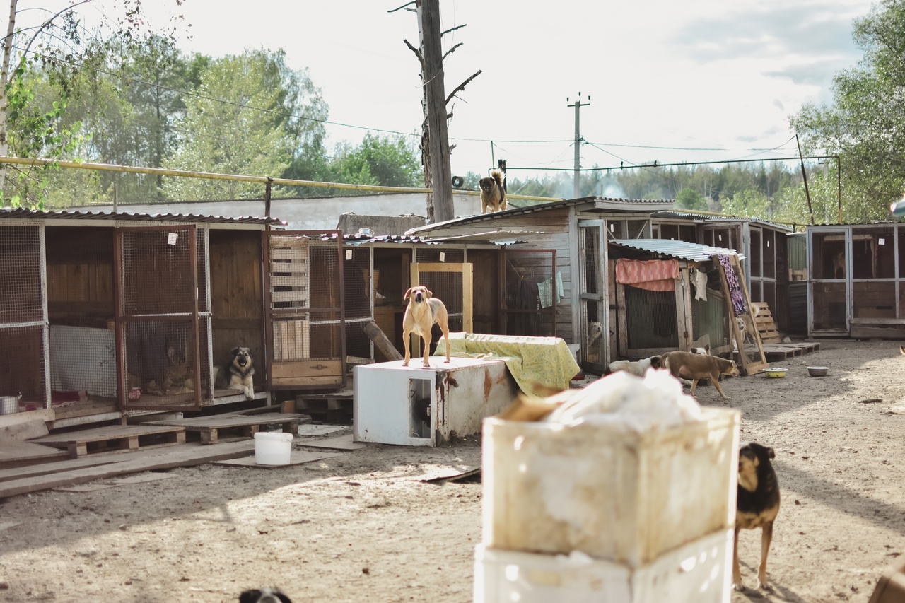 Те, у кого есть кошка или собака, знают, как бывает сложно с питомцем. А представьте сразу несколько десятков или сотен хвостиков, за которых нужно нести ответственность? Однако трудностями с питанием и выгулом эта деятельность не ограничивается. Во Владимирской области приютам приходится сталкиваться с куда более суровыми реалиями…